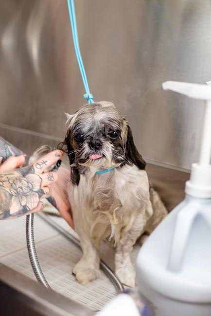 Post-Bath Pampering: Ensuring Your Puppy Feels Loved and Relaxed