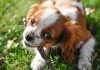 How to Stop Your Puppy From Biting During Playtime