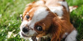 How to Stop Your Puppy From Biting During Playtime