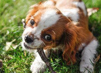 How to Stop Your Puppy From Biting During Playtime How to Stop Your Puppy From Biting During Playtime