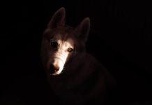 Quick Solutions for Stopping Puppy Whining at Night Quick Solutions for Stopping Puppy Whining at Night