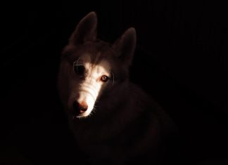 Quick Solutions for Stopping Puppy Whining at Night Quick Solutions for Stopping Puppy Whining at Night