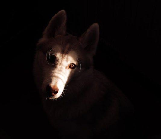 Quick Solutions for Stopping Puppy Whining at Night Quick Solutions for Stopping Puppy Whining at Night