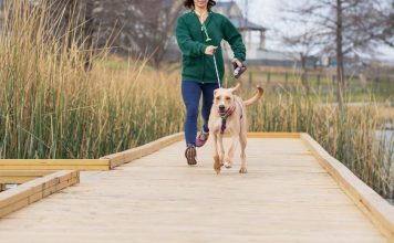 How to Create a Healthy Lifestyle for Your Puppy