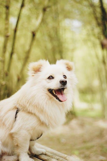 Creating a Safe and Comfortable Environment for Your Puppy