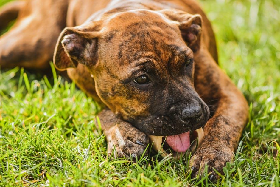 Essential Tips for Monitoring ‍Your Puppys Bone Health