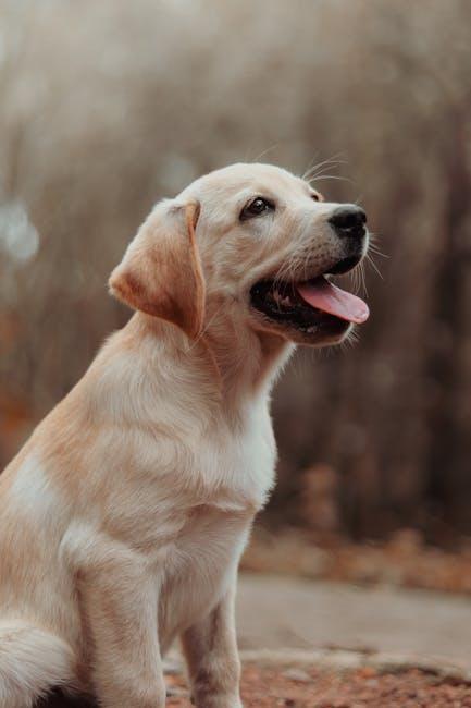 Maintaining a Regular Ear Cleaning Routine for Your Puppy