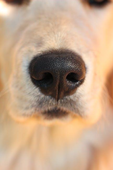 Tips for Maintaining Your Puppys Eye Health Long-Term