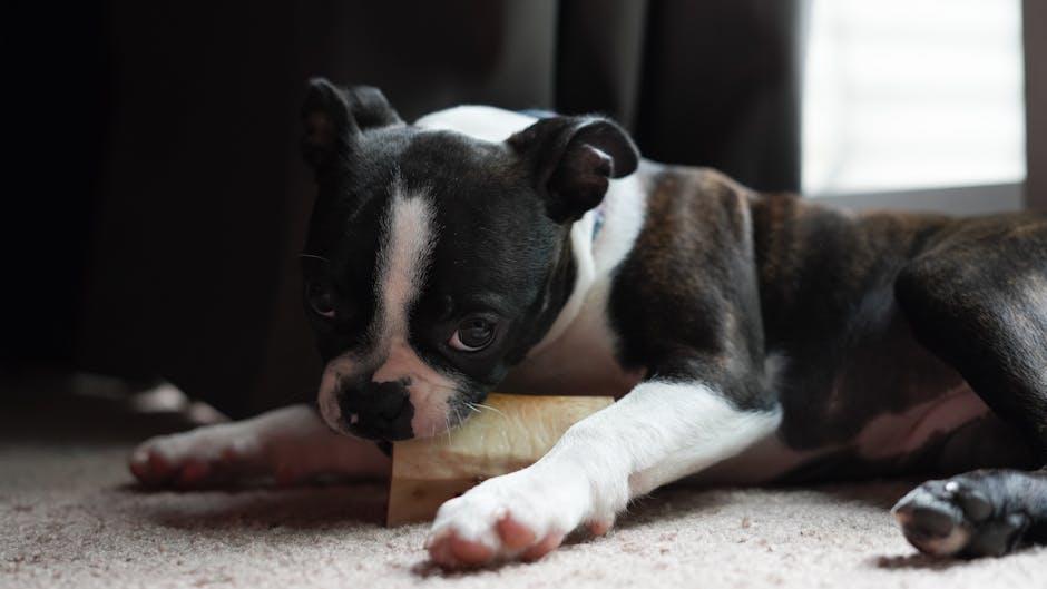 Choosing the​ Right Nutrients for ⁤Your Puppys Growing Bones