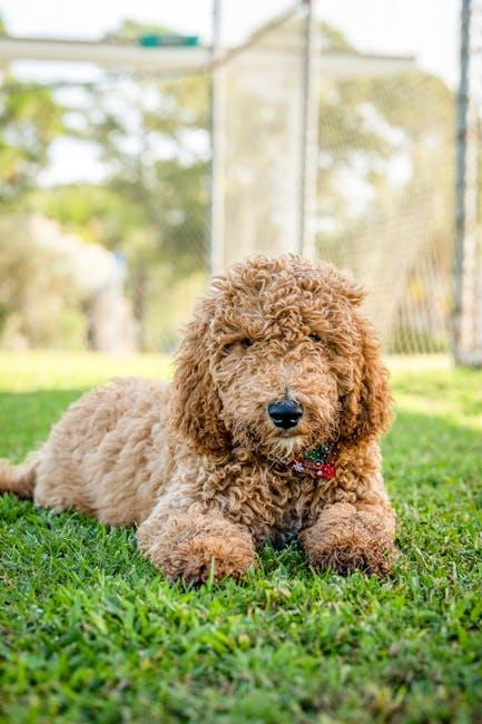 Feeding Schedules and Portion Control for Energetic Pups