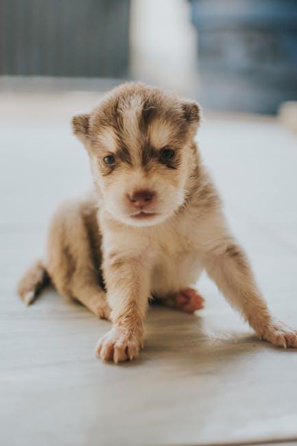 Understanding Essential Nutrients for a Growing Puppy